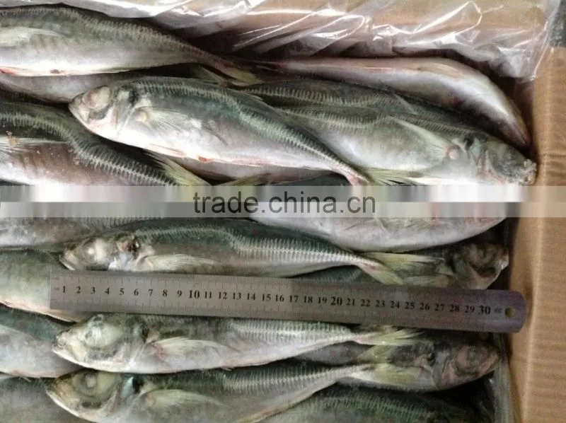 Frozen fish horse mackerel size 20cm+ fro sale