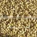 Australian organic pearl barley