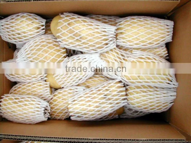 fresh holland potato