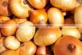 Yellow Onion ( Red - Yellow - White - spring onion )