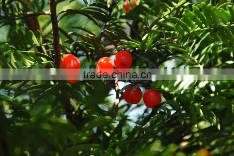 Taxus Bacatta Tree Seedling