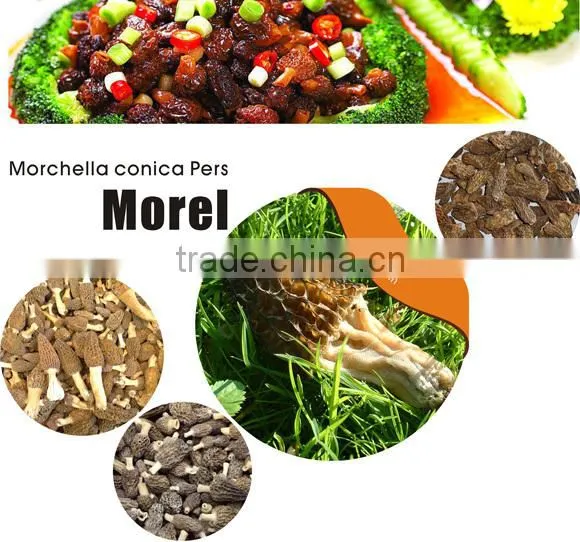 cultivated Morel mushroom/dried morel/black morchella conica