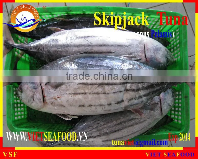 FROZEN SKIPJACK TUNA WHOLE ROUND