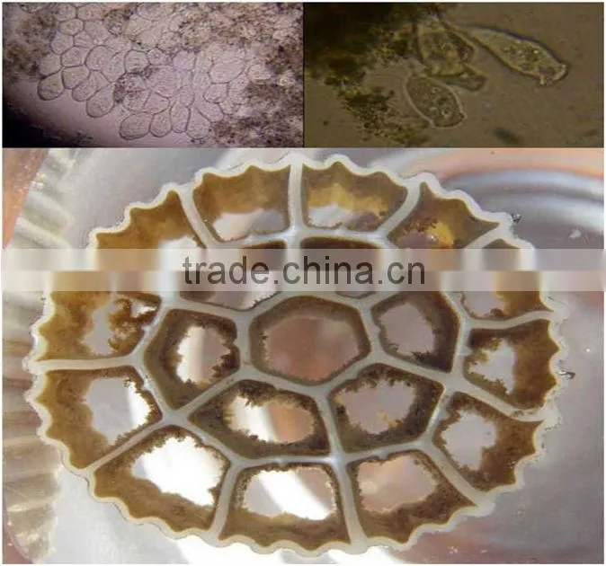 MBBR biofilm media for wastewater treatment