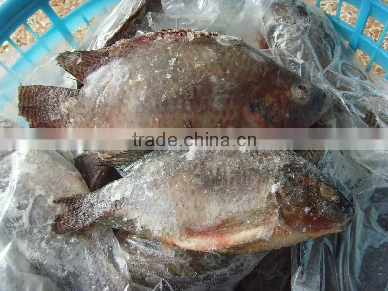 low price frozen tilapia fish gutted and scaled