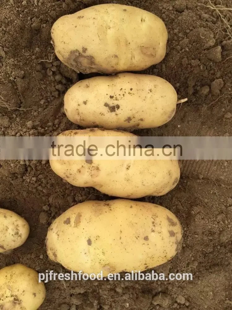 2015 Autumn Crop Potato
