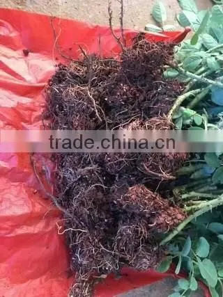 Easy survival rose seedling