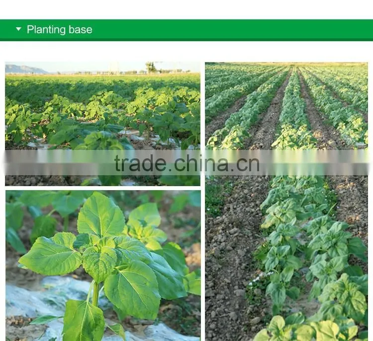 Organic Chinese shine skin pumpkin seeds kernel last price