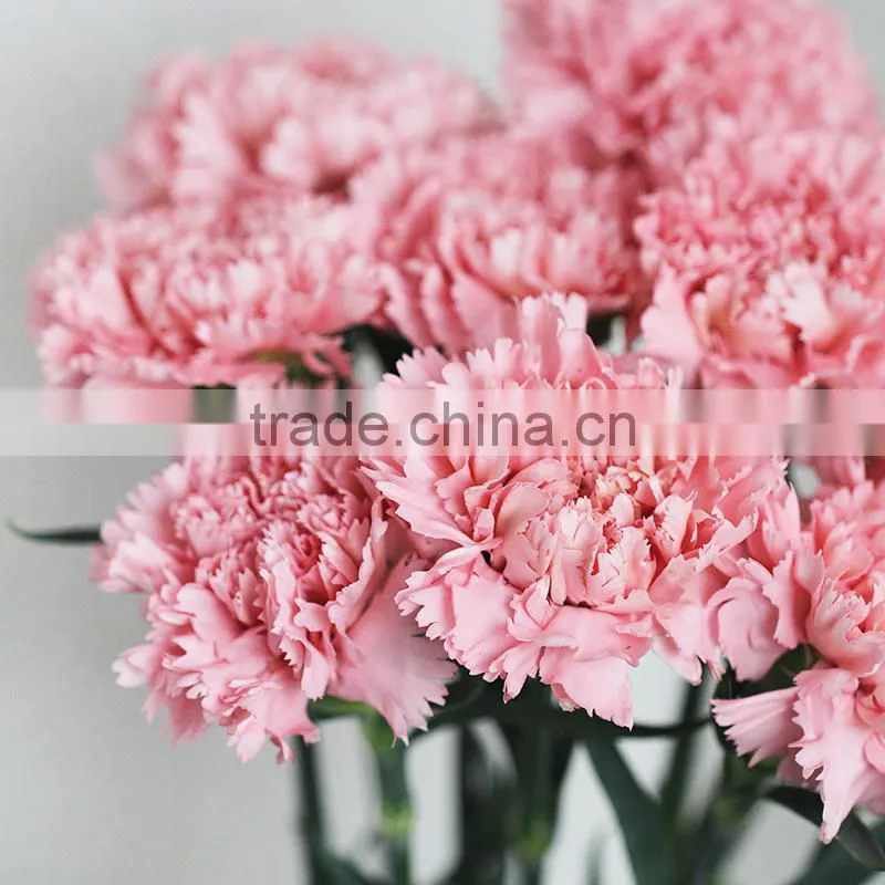 Wholesale fresh flowers pink carnation from China flower base