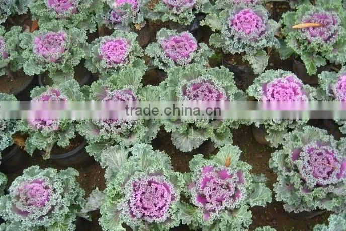Cold resistant pink and green lolor kale seeds