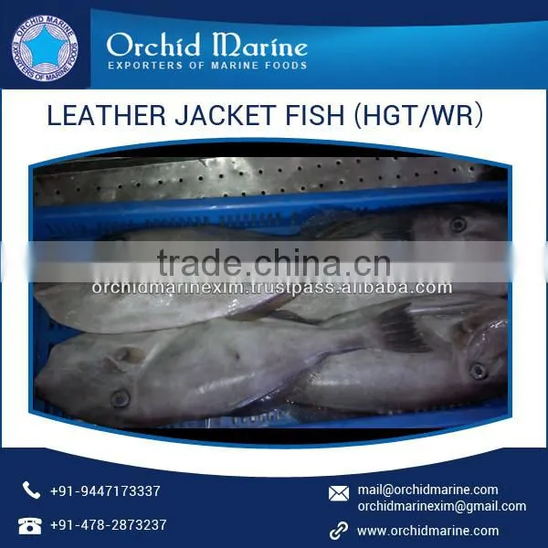 High Protein Filled Leather Jacket Fish at Attractive Price