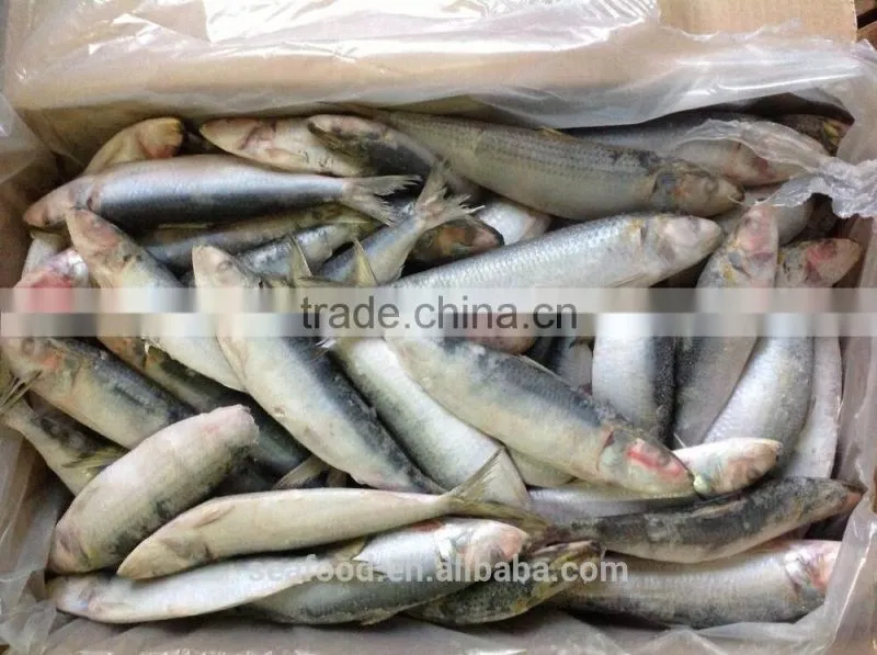Frozen &cheap sardine fish wholesale food prices wholesale frozen seafood