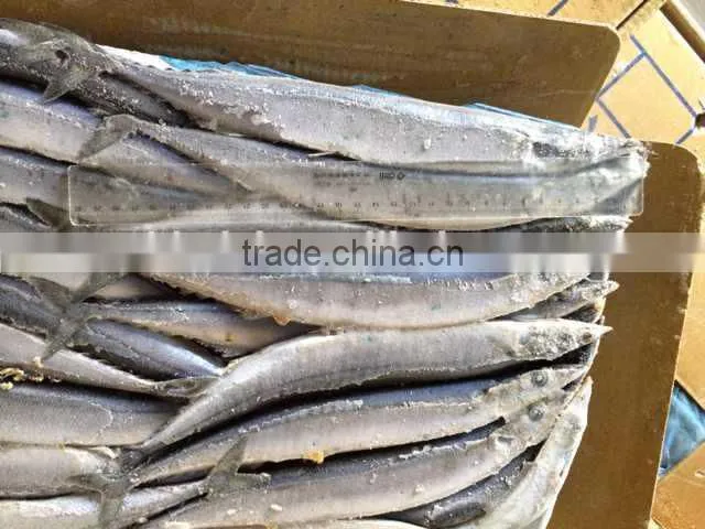 Pacifc saury frozen