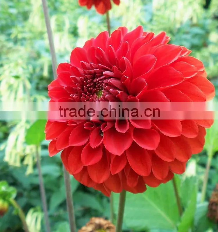 Cut Fresh latest dahlia plants