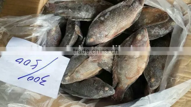 Frozen Tilapia