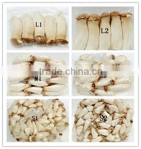 2014 fresh Pleurotus Eryngii for supermarket