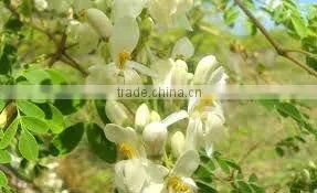 Moringa Essential Oil