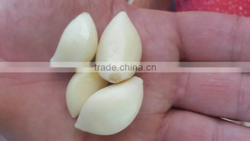 Supplier Garlic White garlic