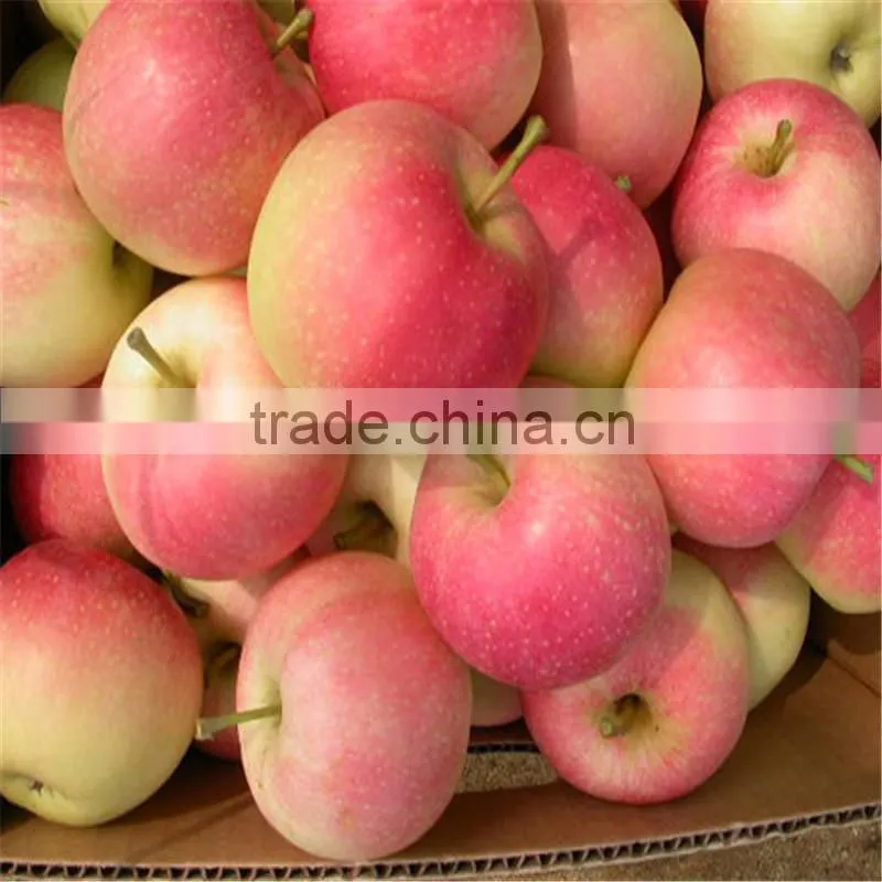 fresh apple chinese apple fruit gala apple