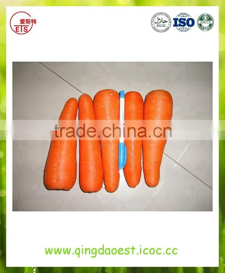 High quality fresh 2016 new carrot