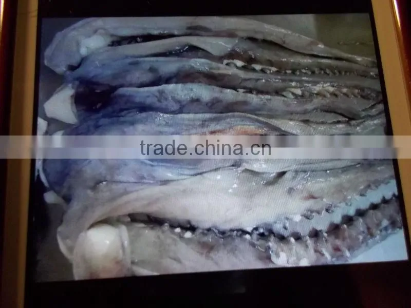 Frozen giant squid tentacle