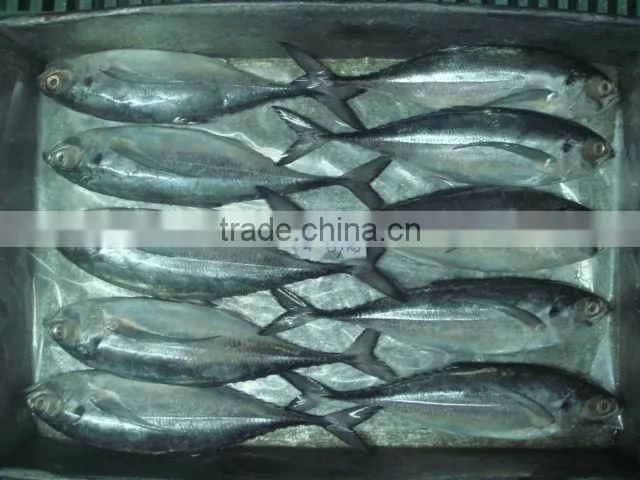 Mackerel fish