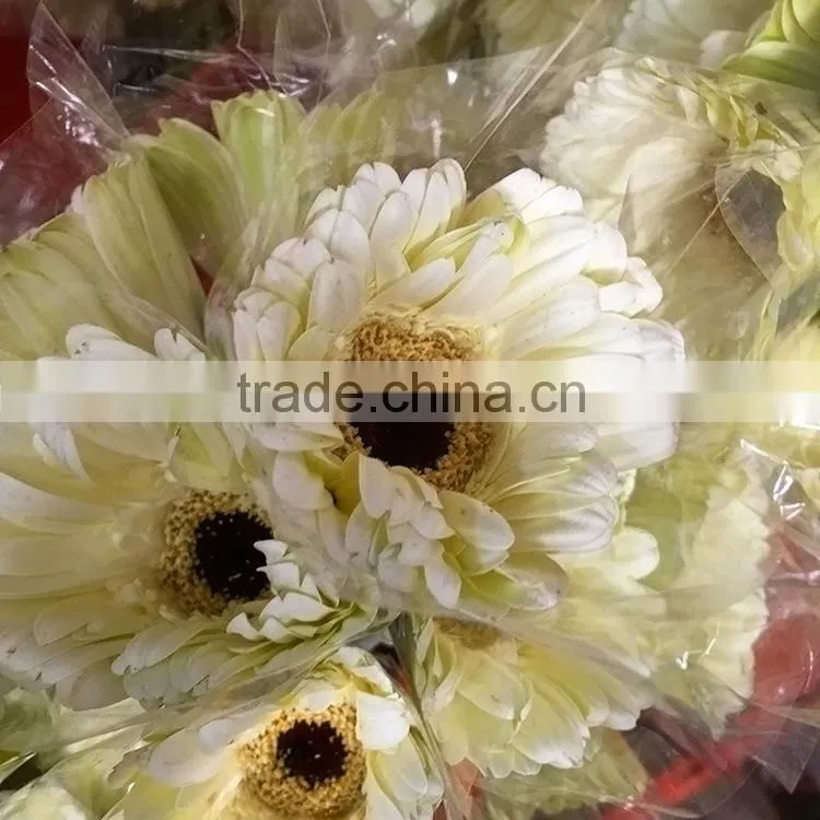 Excellent quality Dalma gerbera suppliers in yunnan province