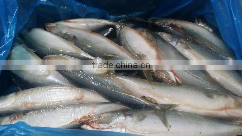 Frozen mackerel factory