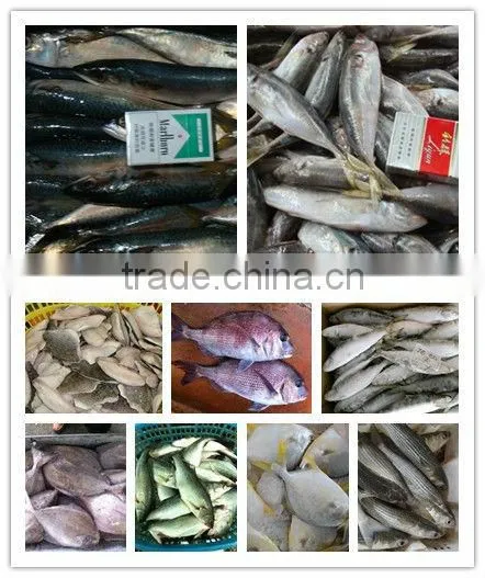 High Quality Fish Headless Clean Whole Frozen Tilapia fish