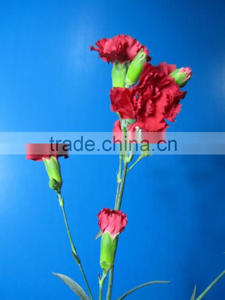 Reasonable price top sell factory flower carnation