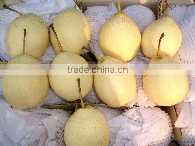 China shandong pear/China Delicious Nashi Pear/ya pear