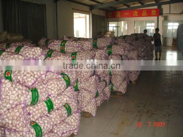chinese fresh purple garlic