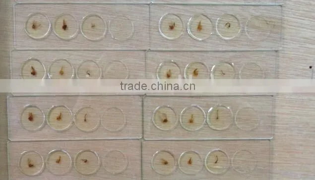 Microscope slides with 4 specimen on 1 slide