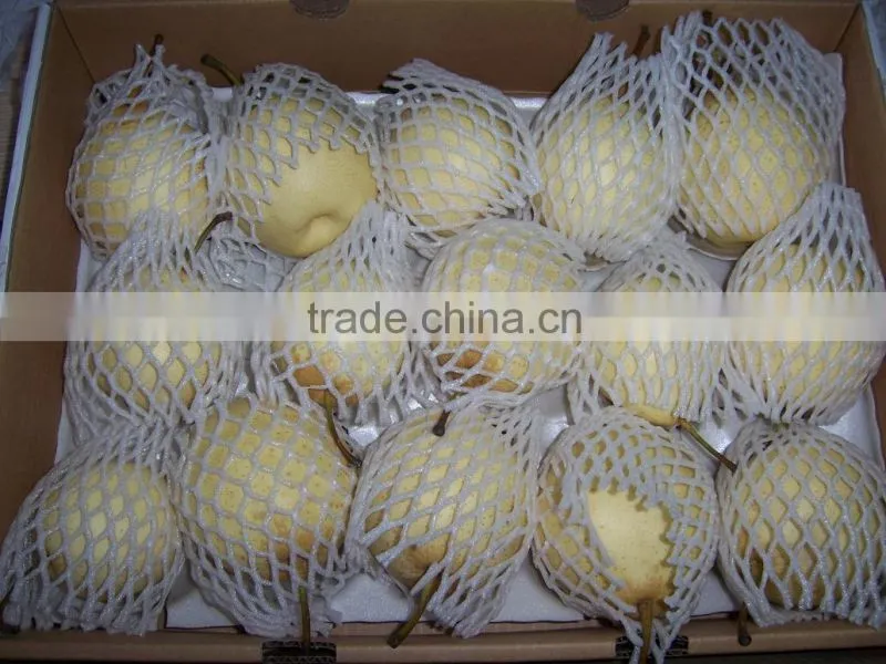 New crop of fresh ya pear for bulk purchase