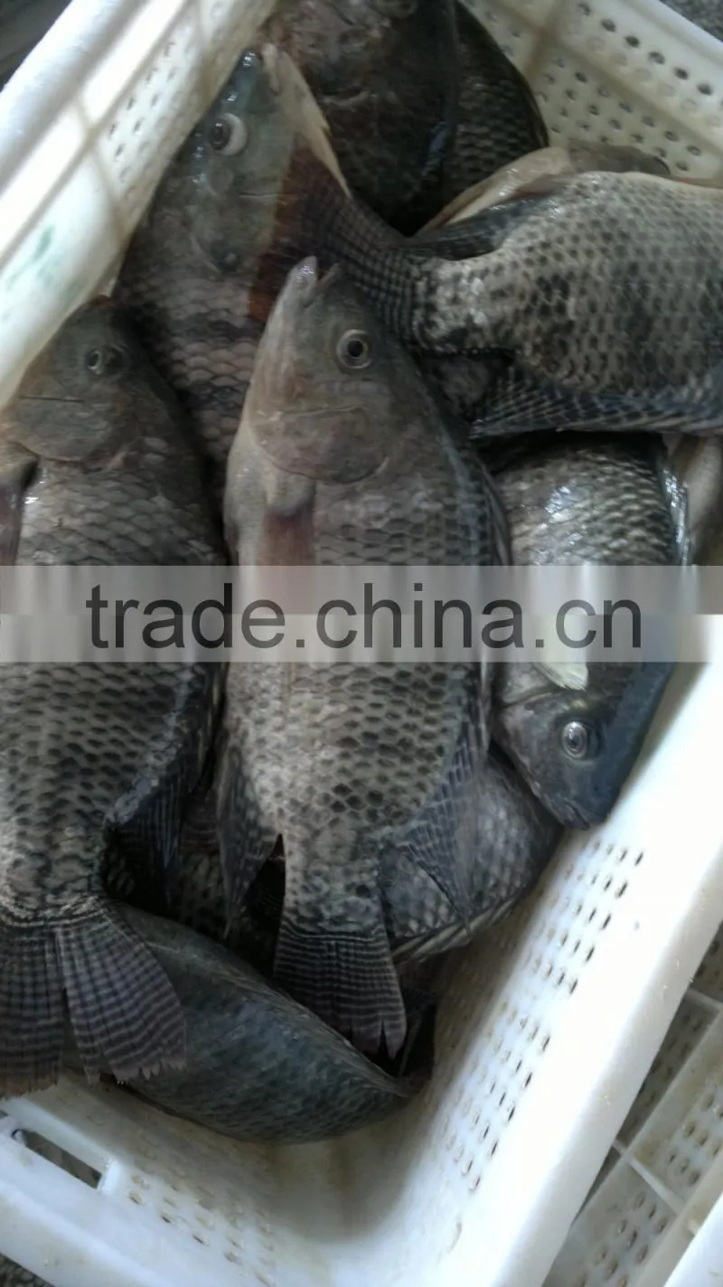 Price frozen tilapia fish whole round and gutted scaled