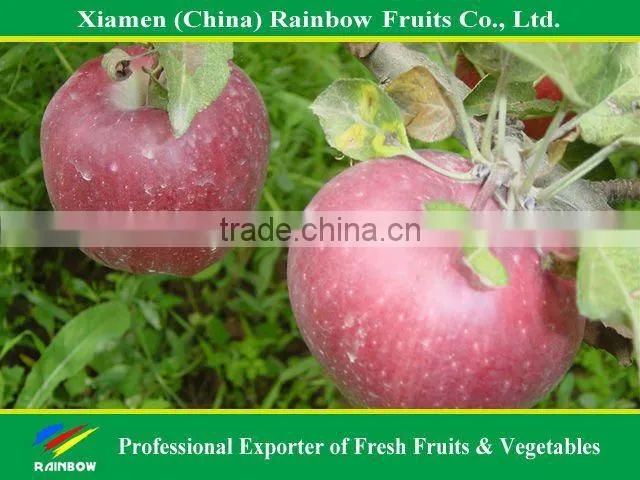 Chinese Fruits