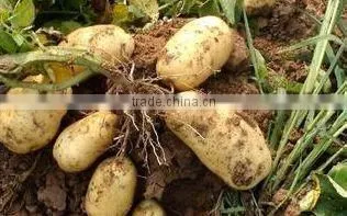 Fresh Healthy Yellow Potato For Sale