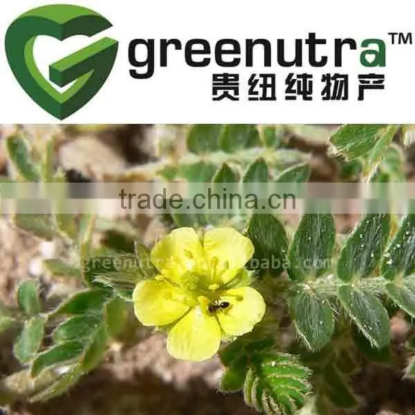 tribulus terrestris 60% saponins