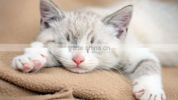 Cheap Best Clean Clumping Bentonite Clay Cat Litter Eco-friendly