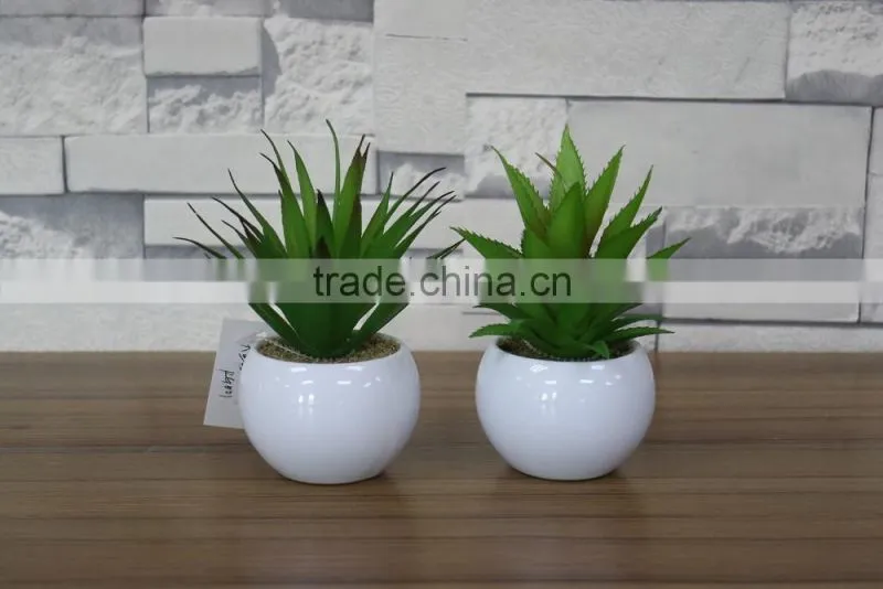 White potted mini succulent plants bonsai
