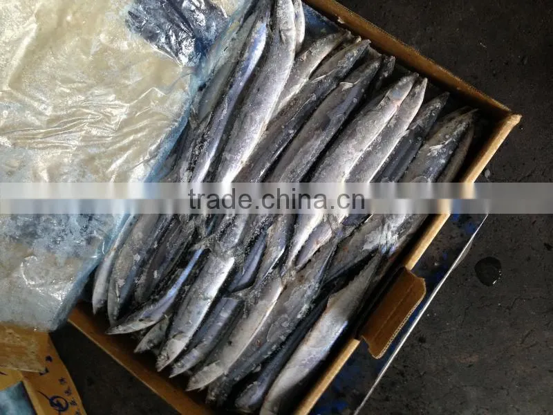 frozen pacific saury #3 and big size
