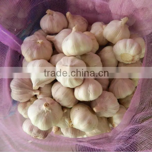 fresh normal white garlic in 10kg mesh bag