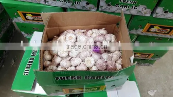 Red garlic with lowest price 2016