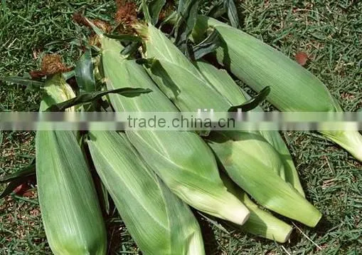 Maize peeling machine /corn sheller and thresher