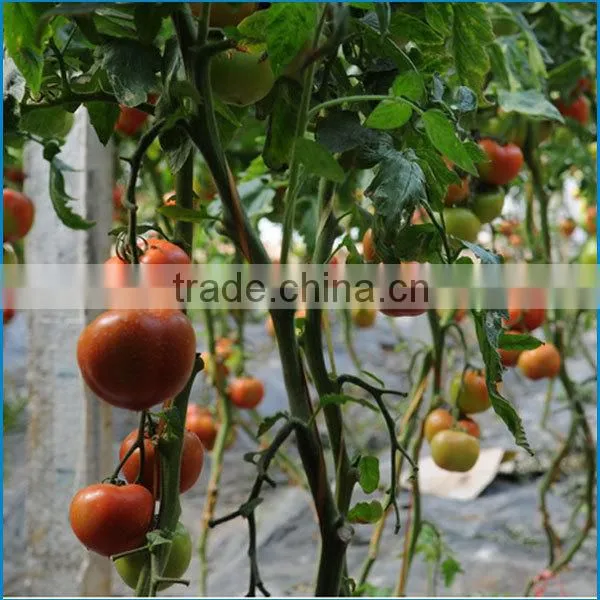 Agricultural Solar Greenhouse For sale