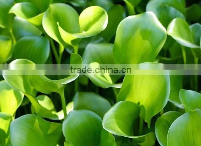 Multifunctional Crushing And Juice Screw Machine For Water Hyacinth Price In China