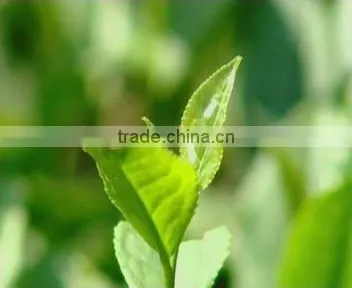 90% Polyphenols / EGCG40% / CAF 15%