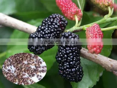 Fruit Tree Seeds Mulberry Tree Seeds For Sale