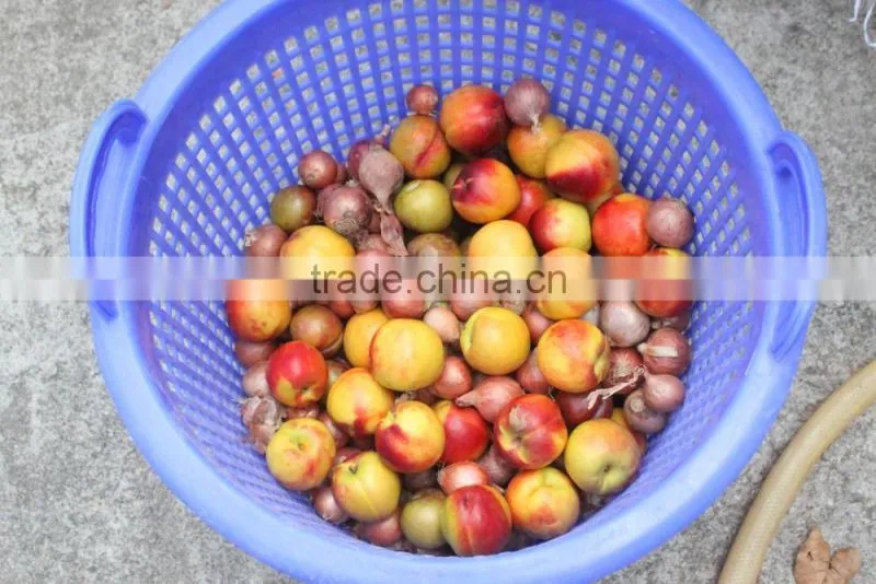 OG-606 CE Qualified Vegetable and Fruit Sorting Machine