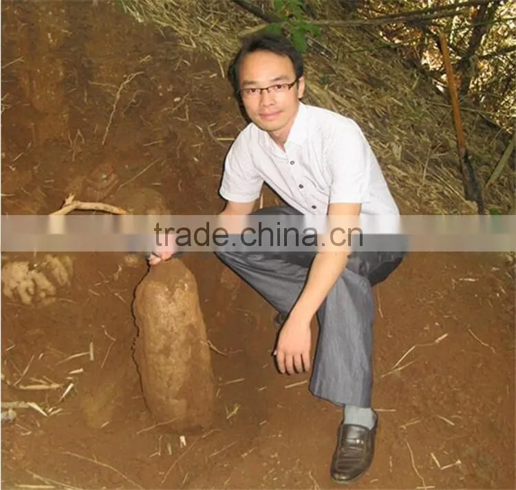 Pueraria Mirifica Extract Powder for woman big chest Enhancement